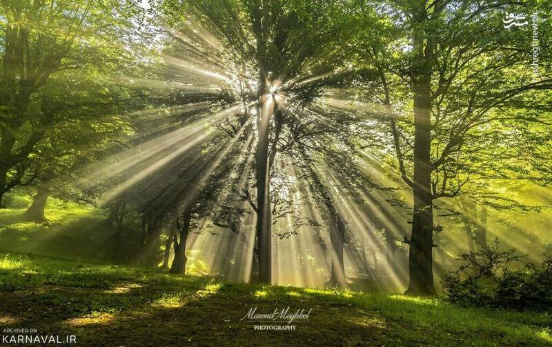 شاهکار مه آلود طبیعت شمال ایران