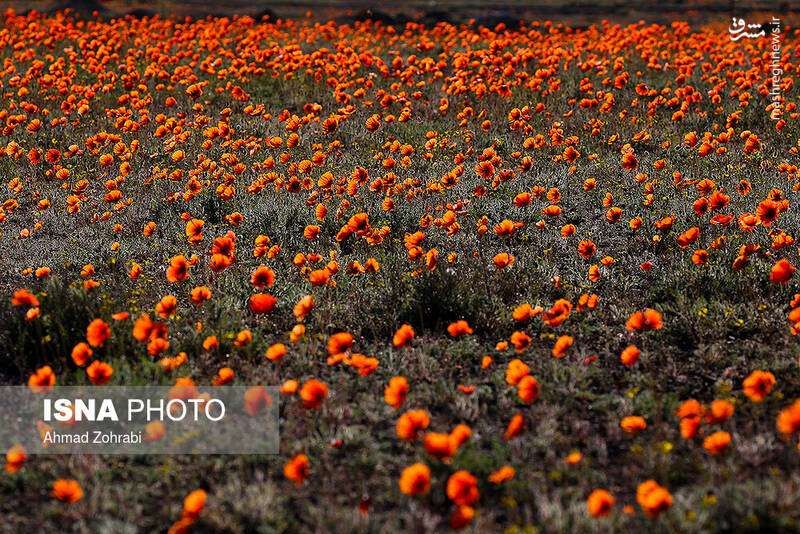 ایران زیباست؛ دشت شقایق وحشی