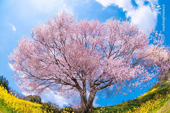 زیبایی‌های بهاری ژاپن