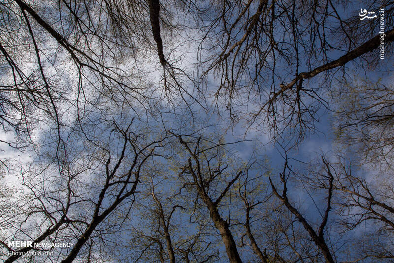 زخم تبر بر تن درختان ارسباران