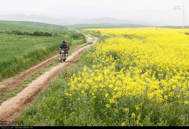 رونق تولید در مرز اَرس