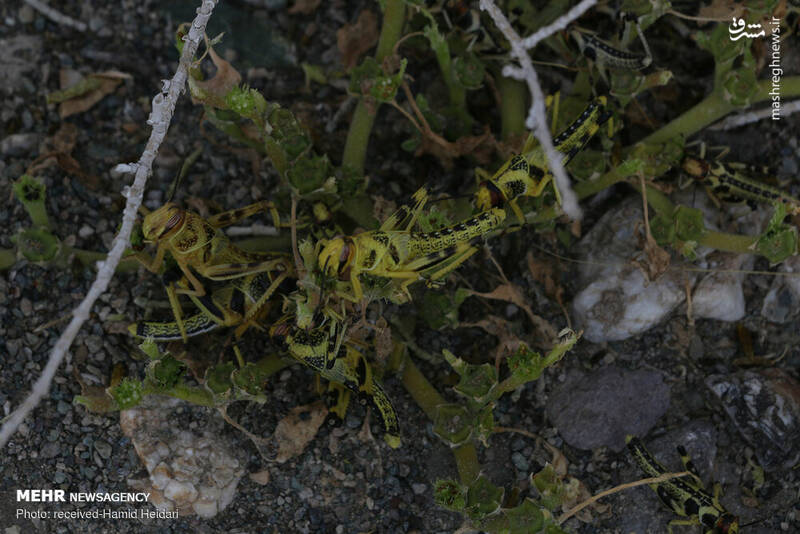 تصاویر جدید از حضور ملخ‌ها در ایران