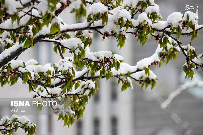 عکس/ چهره زمستانی بهار در اردبیل