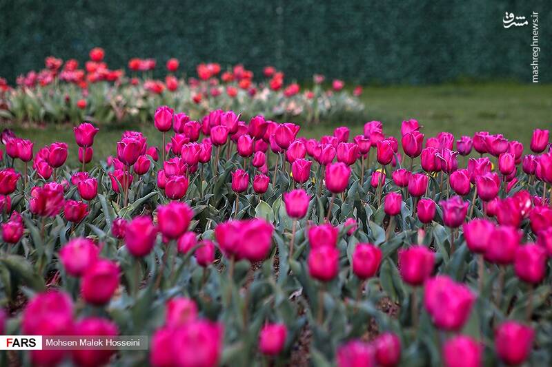 عکس/ جشنواره گل‌های لاله در اراک