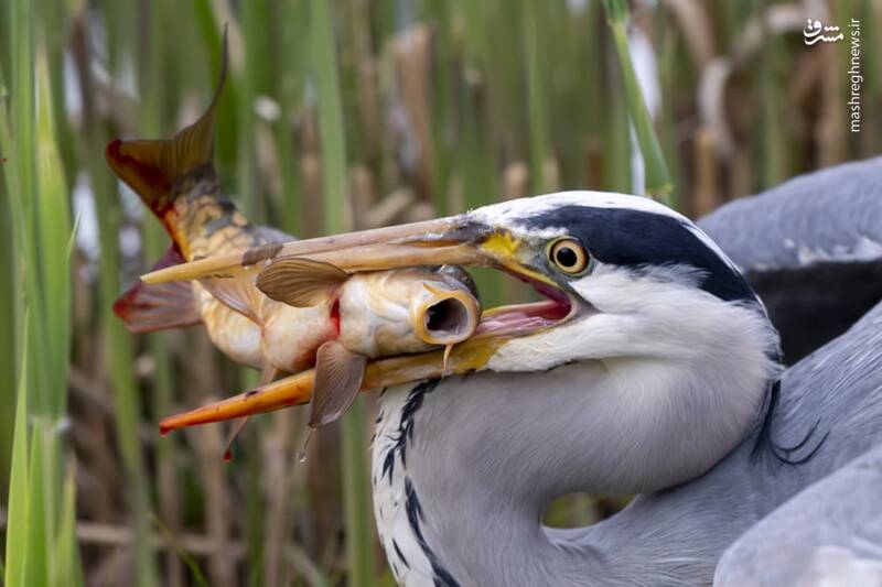 تصاویر منتخب حیات وحش هفته‎