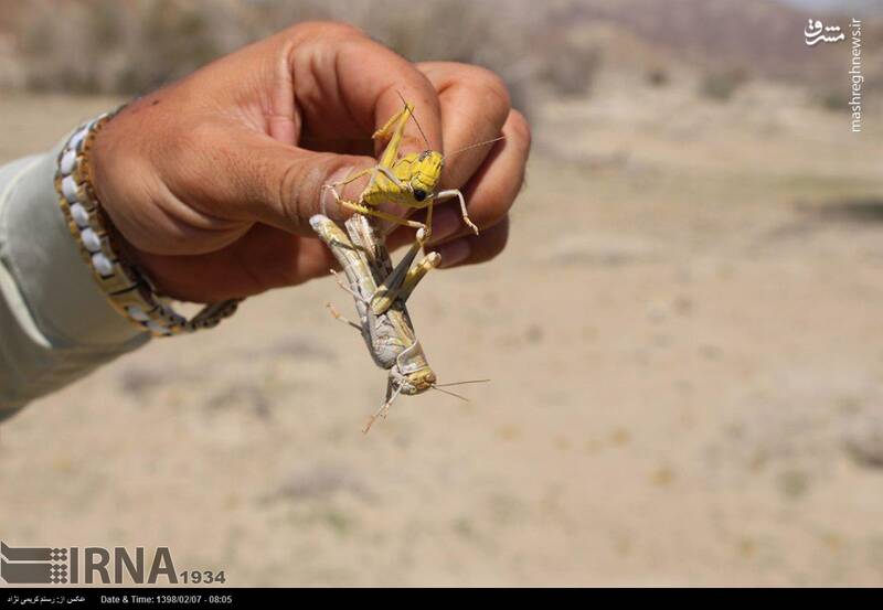 هجوم ملخ‌ها به طبیعت چابهار