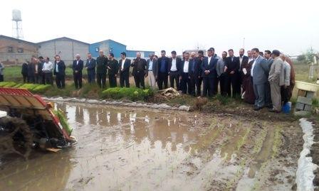 آئین اولین نشاء مکانیزه برنج در شهرستان محمودآباد