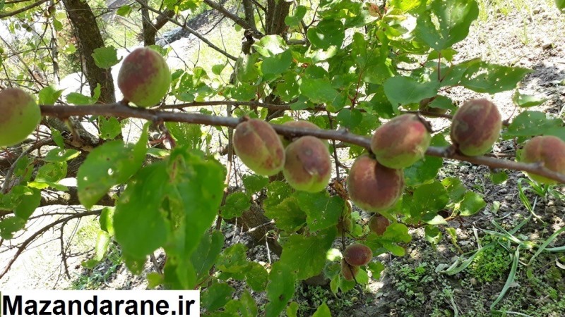 یک روز بهاری در روستای کچب کلوا آمل به روایت تصویر