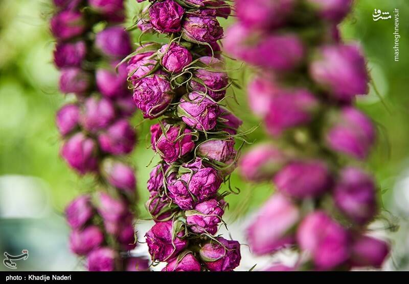 عکس/ جشنواره گلابگیری در کاشان