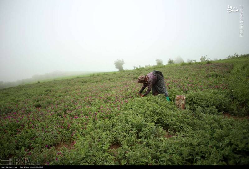 عکس/ مزرعه زیبای گل گاوزبان