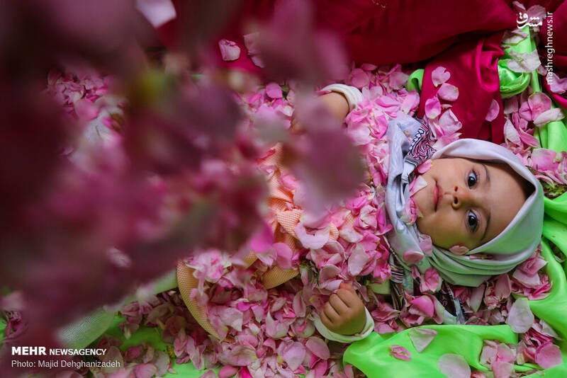 عکس/ جشنواره گل‌محمدی در یزد