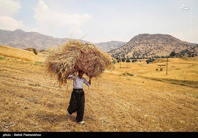 برداشت گندم به روش سنتی در ایذه