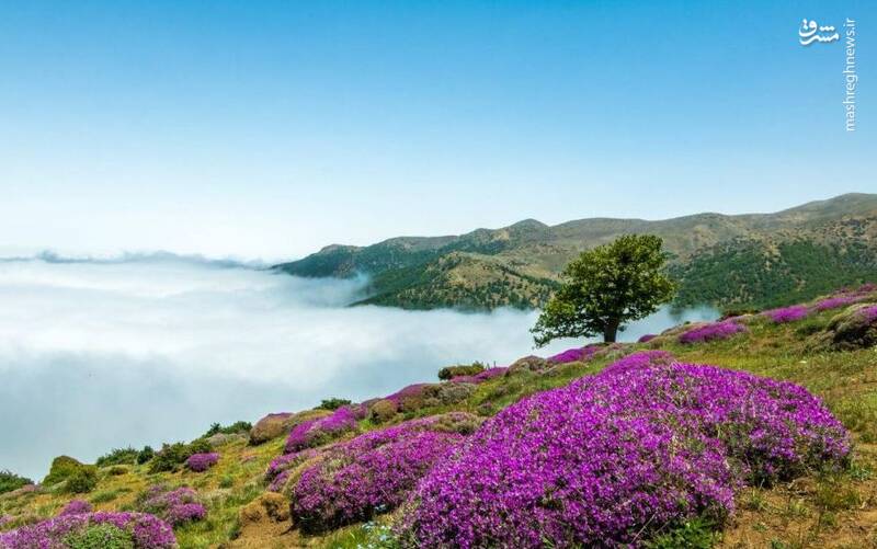 سفری جذاب به جنگل اَبر شاهرود