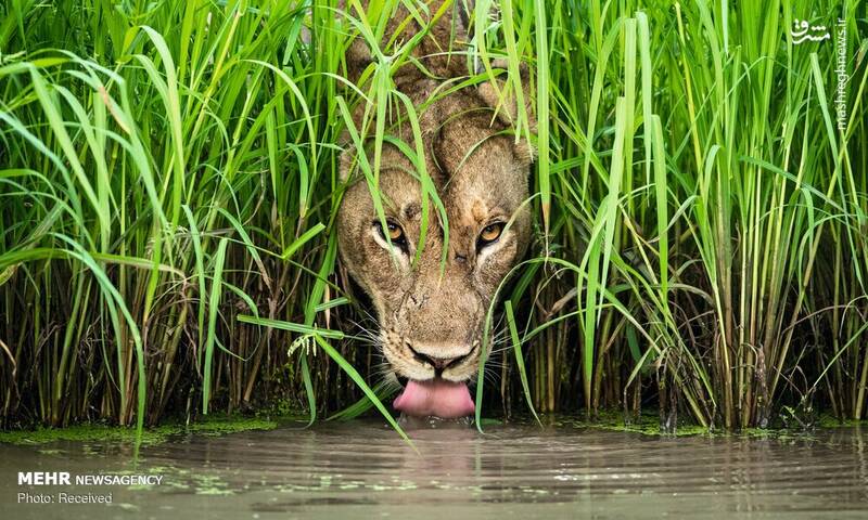 عکس/ پرتره‌های زیبای حیوانات‎