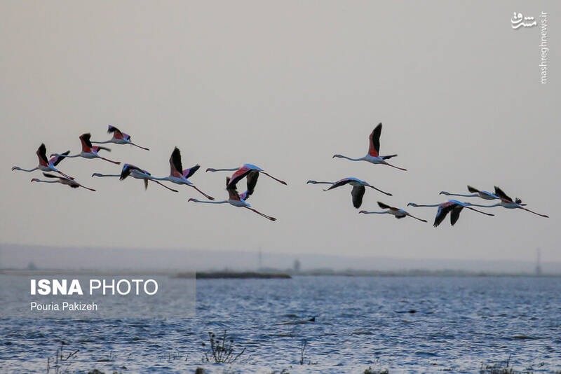 عکس/ تالاب «آق گل» میزبان مرغان آتشین