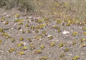 هجوم یک میلیارد ملخ صحرایی به استان هرمزگان + فیلم