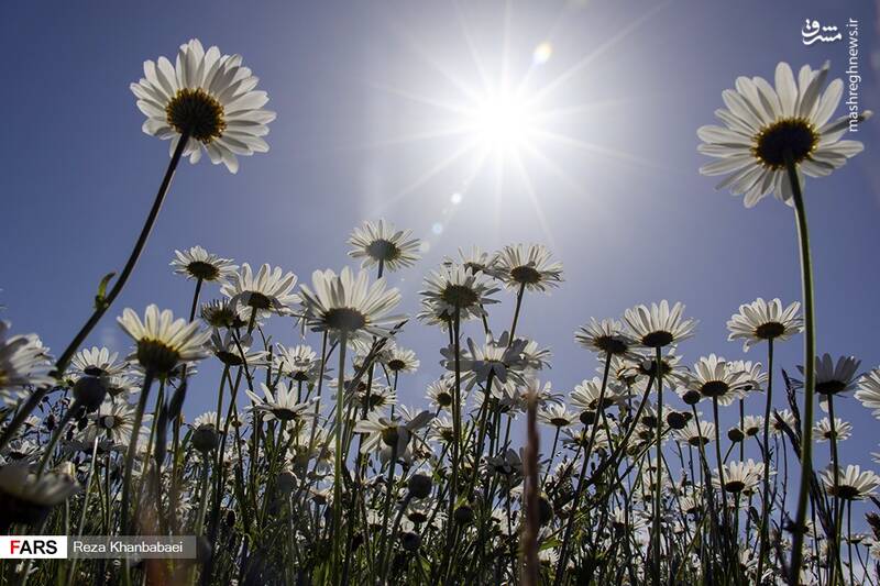 عکس/ دشت گل‌های بابونه در اردبیل