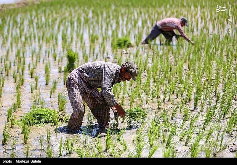 عکس/ نشاء کاری در مبارکه اصفهان