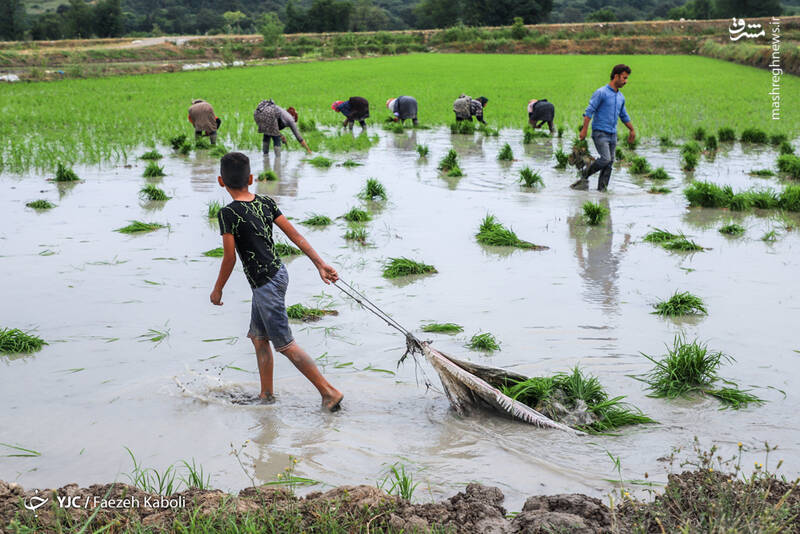 عکس/ فصل نشاء کاری برنج