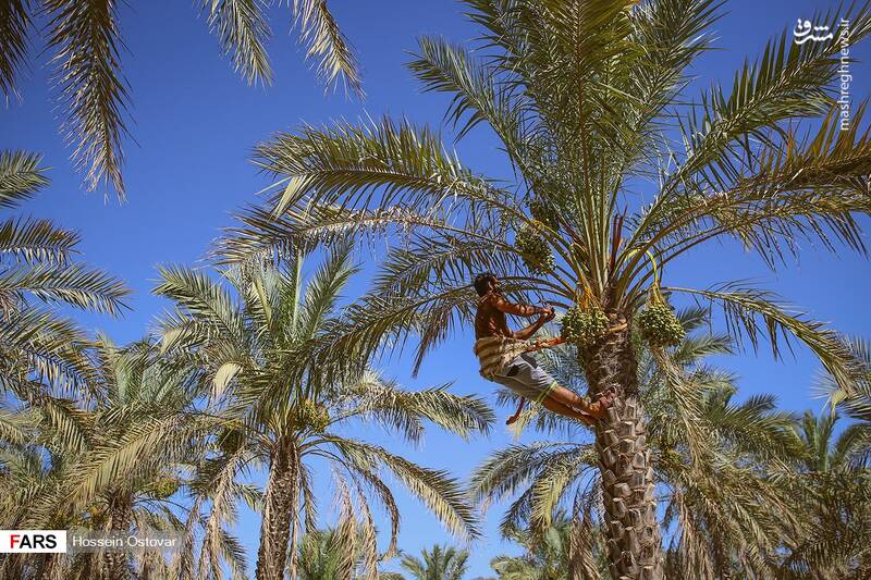 فصل آرایش نخل‌ها!