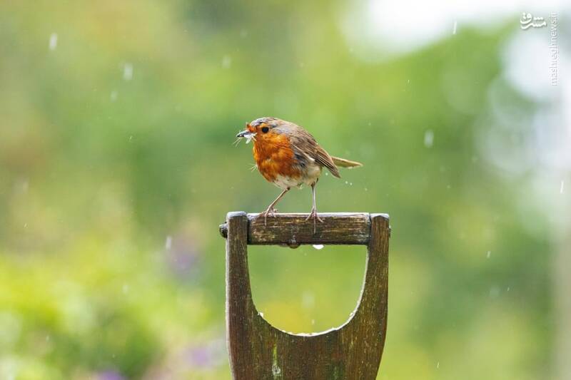 تصاویر منتخب حیات وحش هفته‎