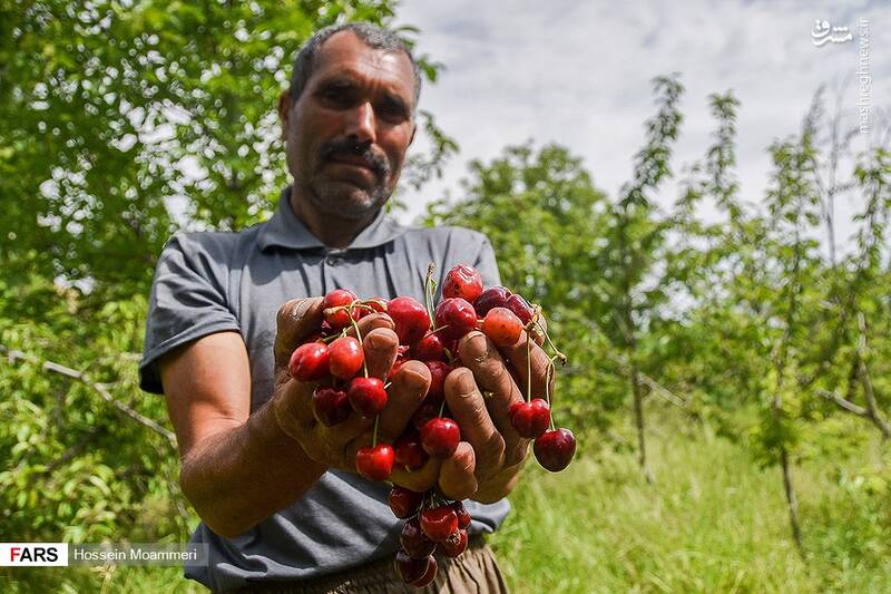 برداشت گیلاس را دیده‌اید؟