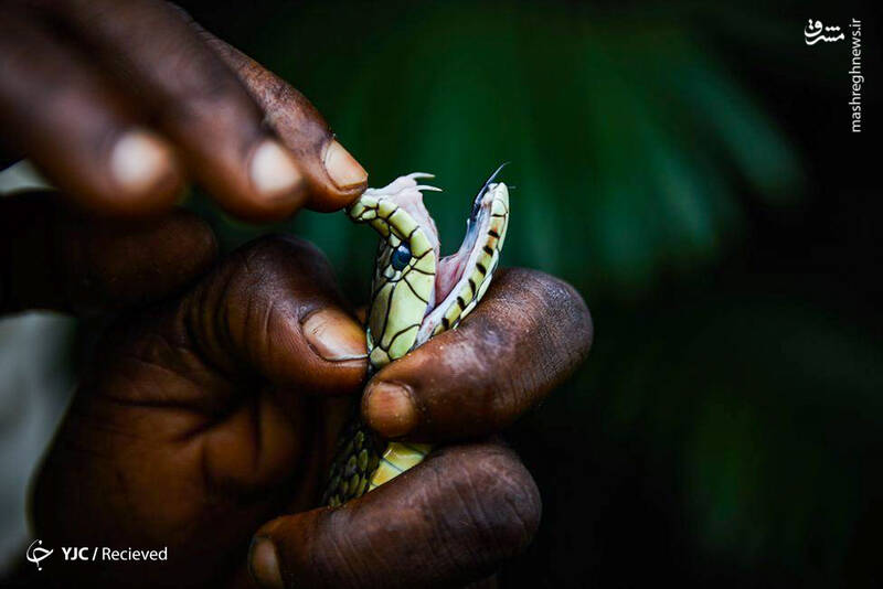 جنگل‌های پر از مار کنگو