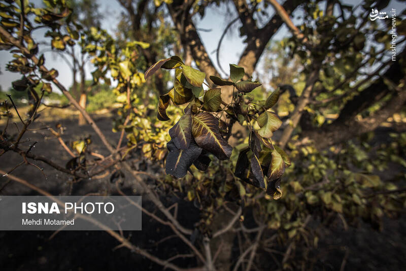 آتش در دل درختان باغستان هزار ساله قزوین