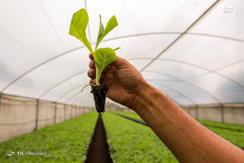 تولید سیگار در نیکاراگوئه