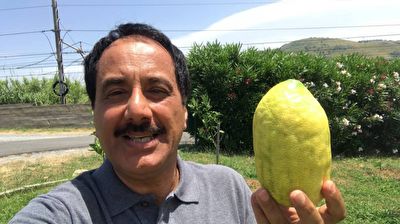 گزارش موبایلی معصومی‌نژاد درباره میوه بالنگ + فیلم