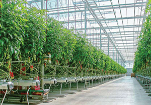 کارآفرینی دو برادر معلول + فیلم