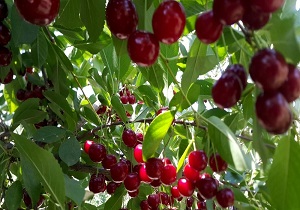 جشنواره تابستانه آلبالو در ملایر + فیلم