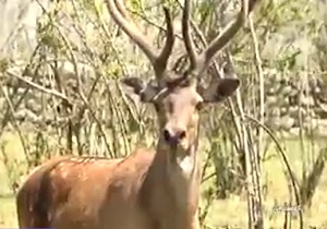 پرورش گوزن قرمز در معرض انقراض + فیلم