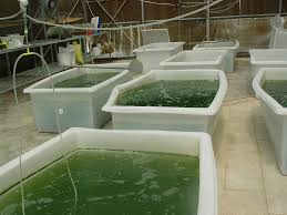 حوضچه خانگی پرورش ماهی در بابل قربانی گرفت