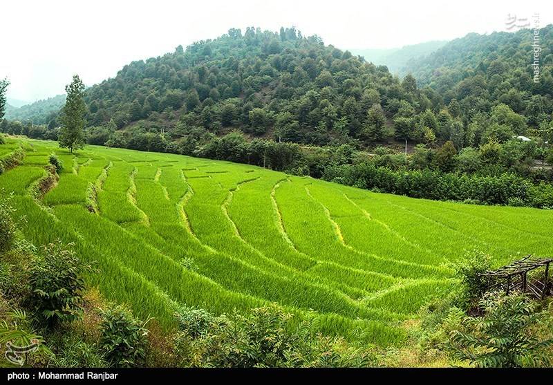 فیلمی زیبا از شالیزارهای شمال ایران