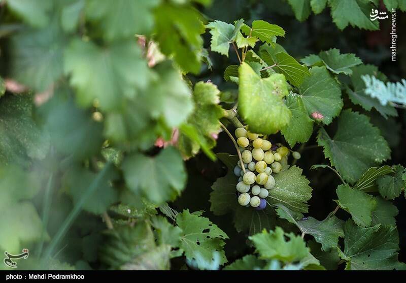 برداشت انگور از تاکستان‌های کارون