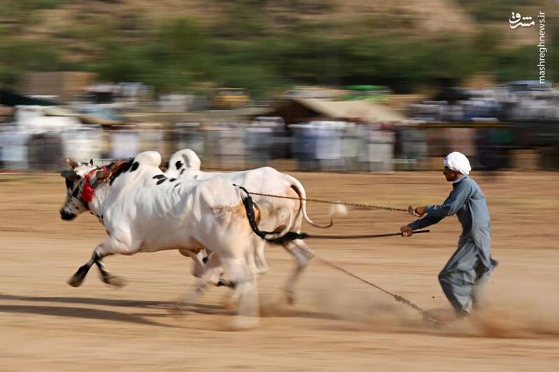 عکس/ مسابقه اسکی با گاوها در پاکستان