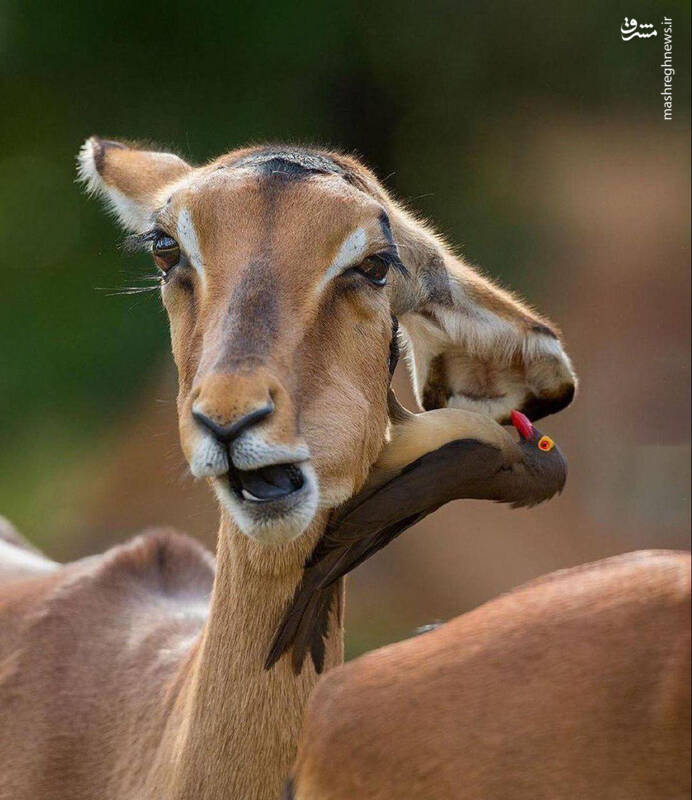 عکسی دیدنی از حیات وحش