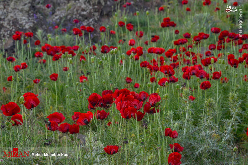 دشت شقایق‌های دماوند