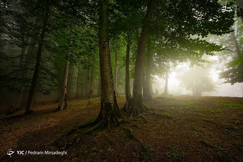 سفری جذاب به جنگل‌های هیرکانی ایران