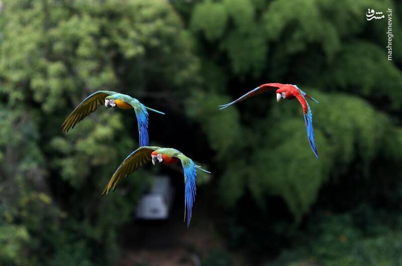 بهشت طوطی‌ها کجاست؟