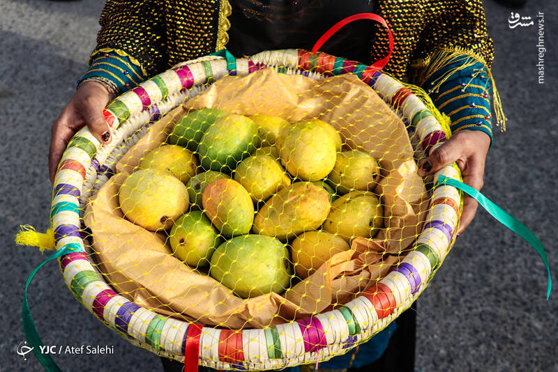 جشنواره شکرگزاری انبه در میناب