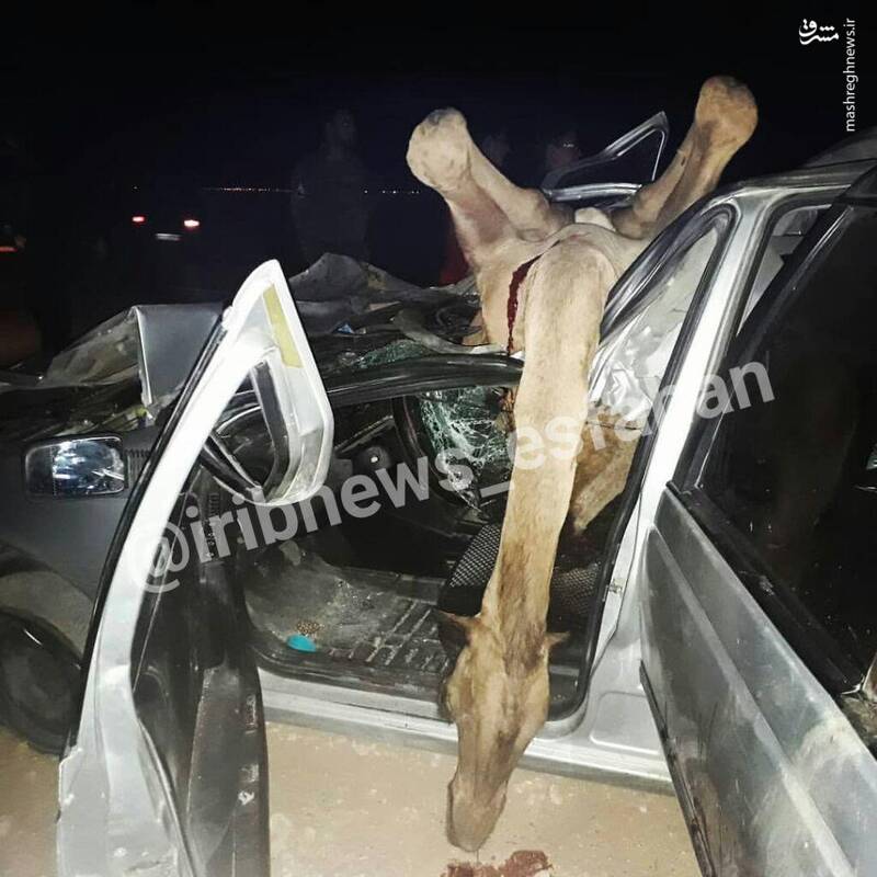 تصادف خونین پژو با چند شُتر