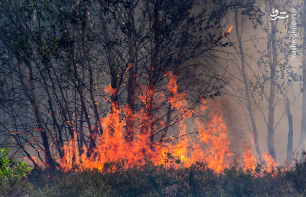 آتش سوزی در میدان تمرین نظامی