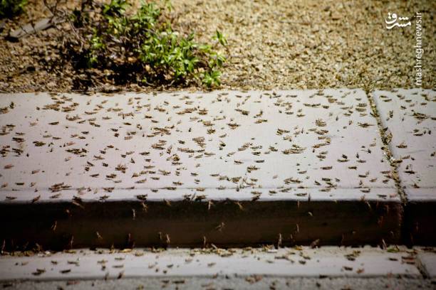 هجوم وحشتناک ملخ‌ها به آمریکا