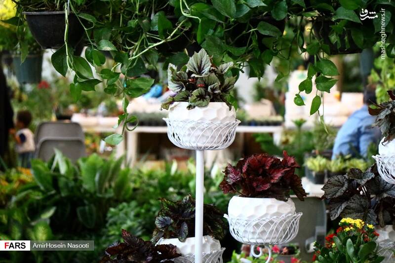 نمایشگاه گل و گیاه زنجان