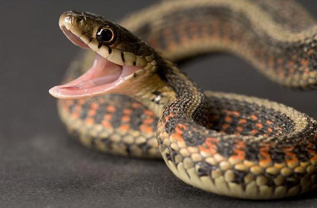 فیلم/ جنین مار را دیده اید؟