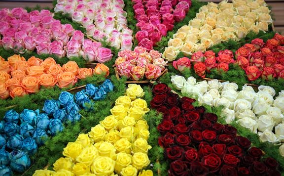 تولید سالانه ۲٫۵ میلیون شاخه گل در نور