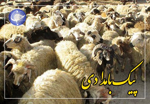 ظهور پدیده چاق شدن دام‌ها، عاقبت سوء مدیریت و سودجویی + صوت