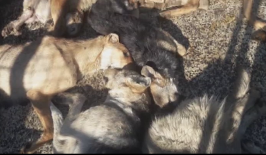 واکنش تند حجت الاسلام مهدی طباطبایی به سگ کشی یک پیمانکار مجنون + فیلم